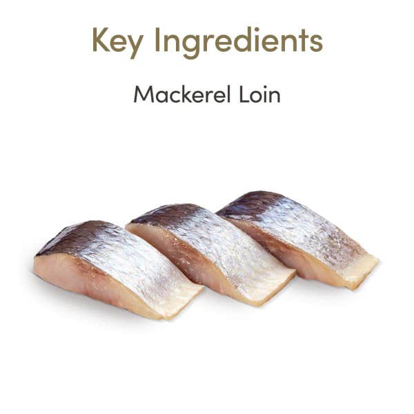 applaws_cat_food_mackerel_loin_treats_ingredients_1_bf64vgfpjyk1p0zm.jpg