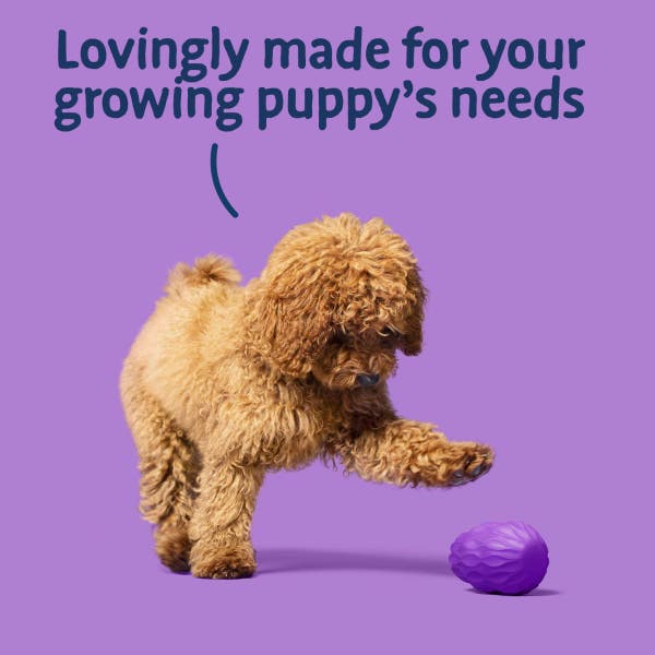 bhahpdt-65-all-hounder-puppy-days-function-shot.jpg