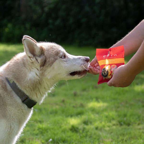 coya_treats_chicken_dog_1.jpg