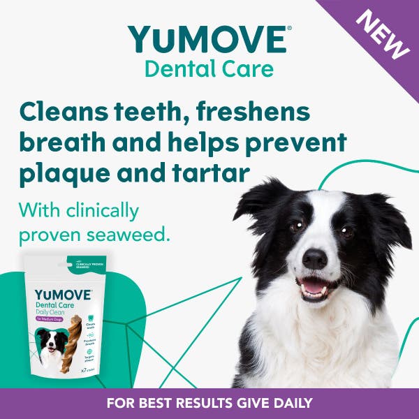denta_daily_clean_medium_1.jpg