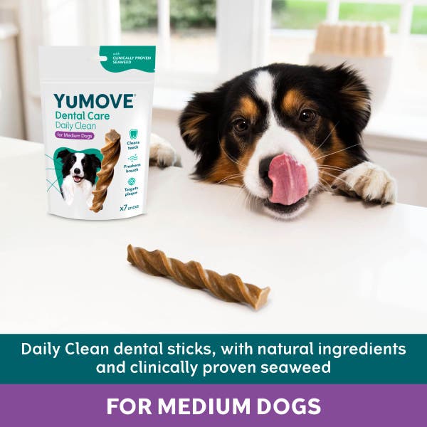 denta_daily_clean_medium_2.jpg